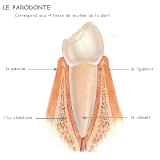 Ogmia Blog Des Assurances Collectives Parodontologie Definition Et Cout Ogmia Blog Des Assurances Collectives Parodontologie Definition Et Cout