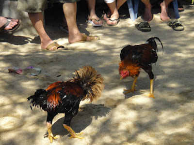Cock Fight at Turtle Farm Tanjong Benoa Bali