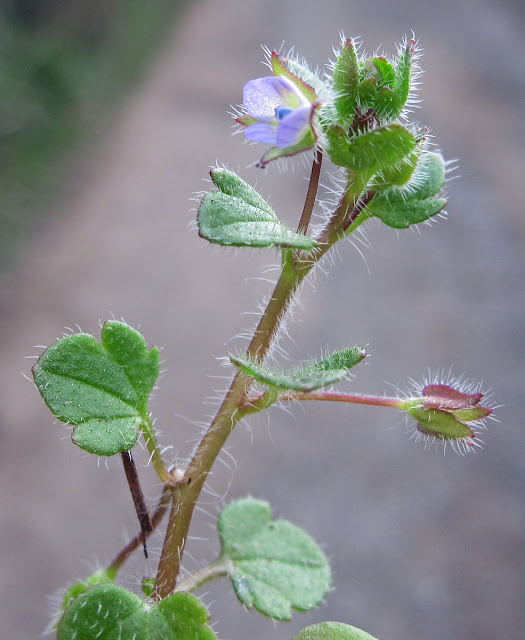 Ivy-leaved Speedwell, Veronica hederifolia. One Tree Hill, 17 March 2012.