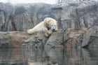 Hello Mr. Polar Bear!