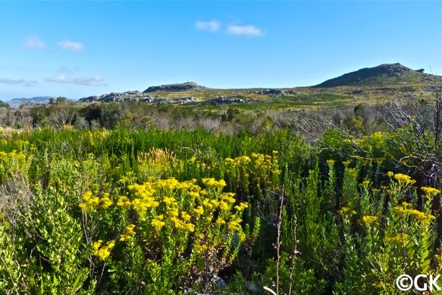 Silvermine Nature Area südlich vom Tafelberg