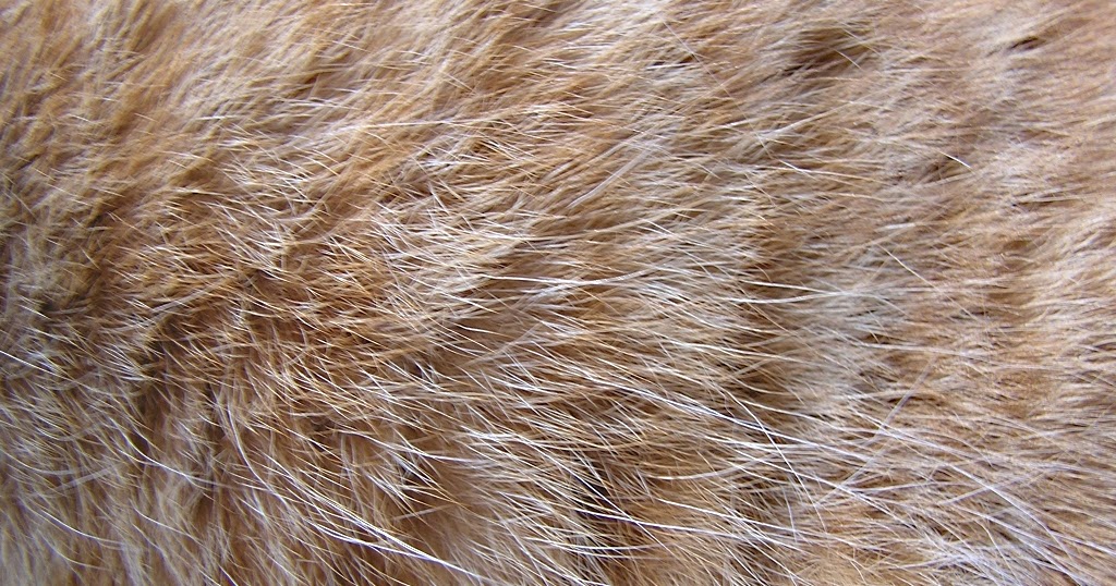 ☻☺ Body Coverings of Animals ☺☻ Body Coverings of Animals