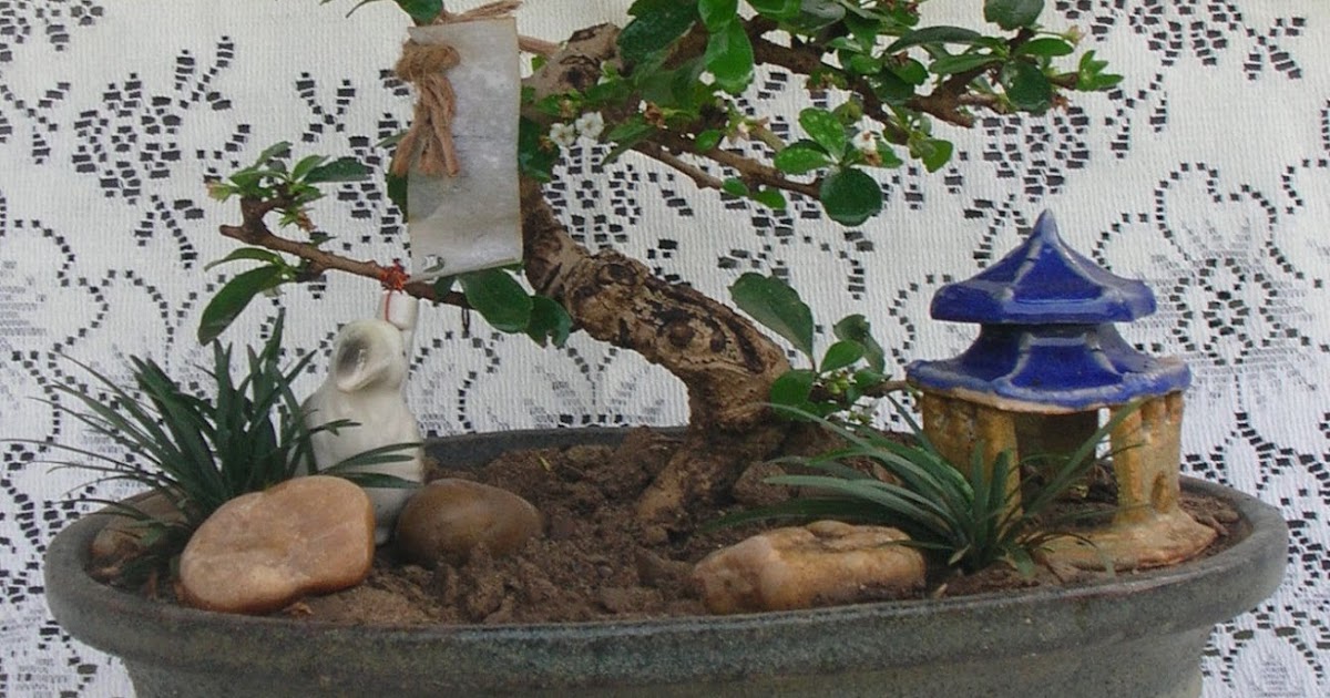 bonsai plants and tree Green Ahmedabad