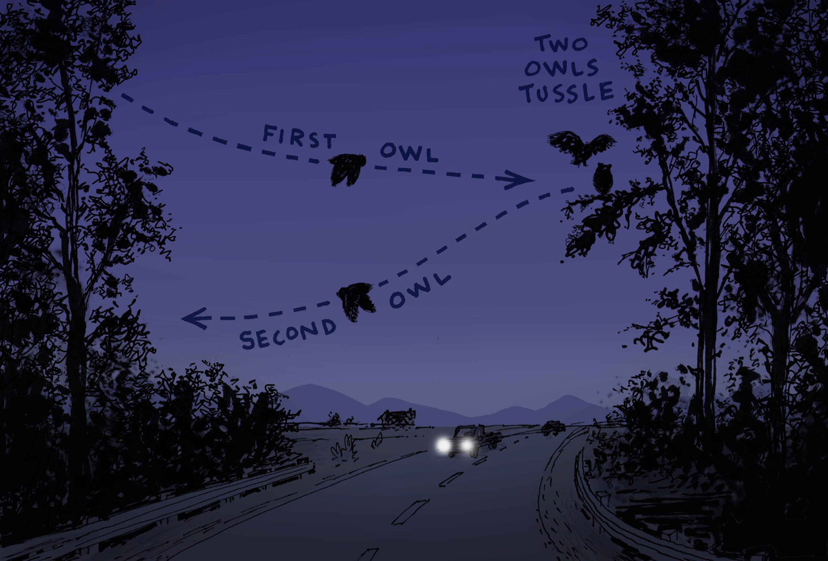 hidden experience two owls crossed our path