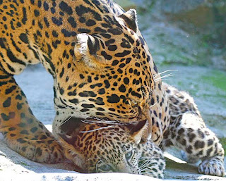JAGUARES: Caracteristicas del Jaguar
