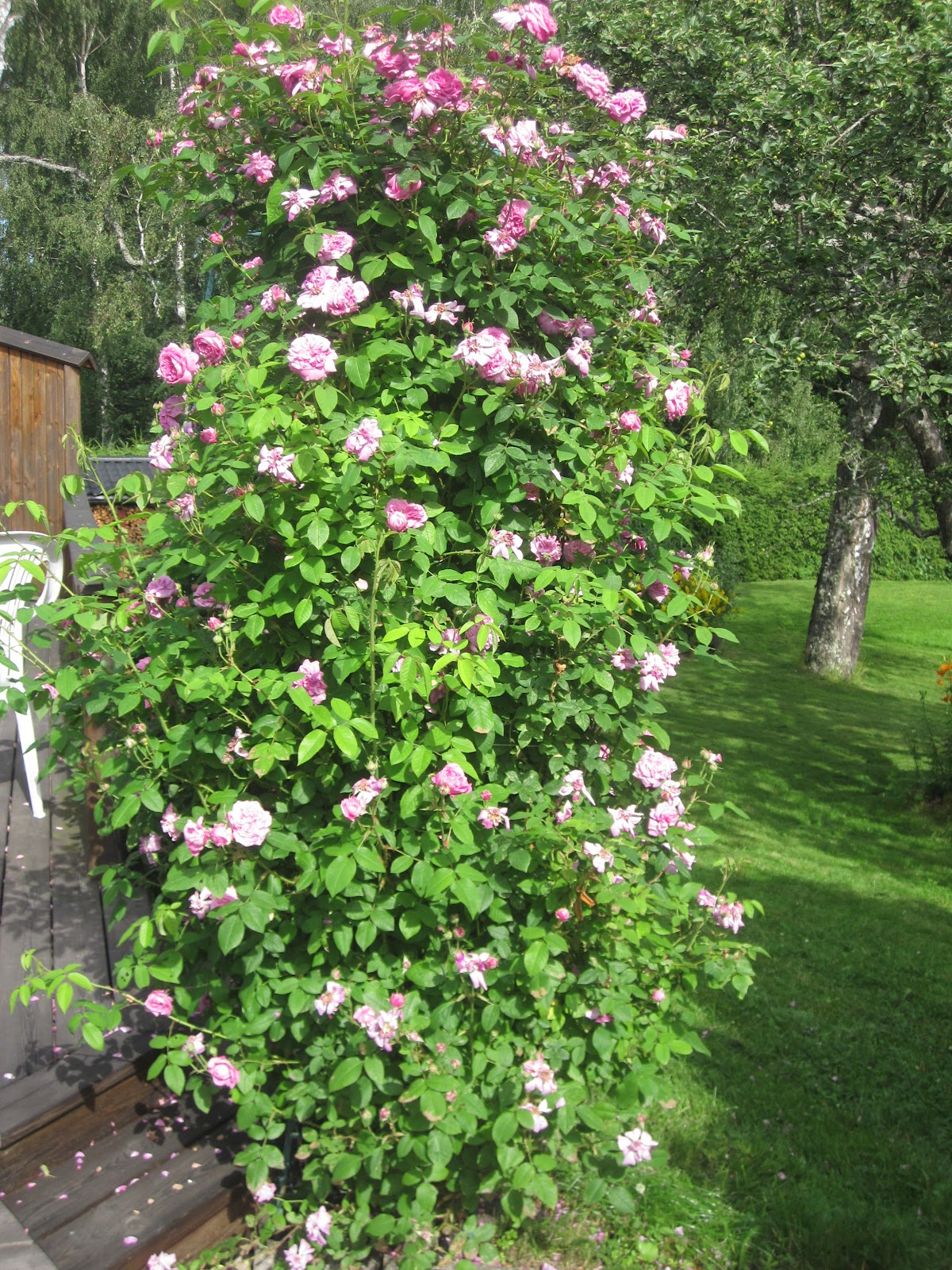 Kotteland & fridhemsparadiset: juli 2012