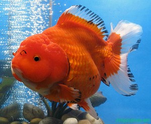 double tail goldfish