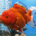 DOUBLE TAILED GOLDFISH