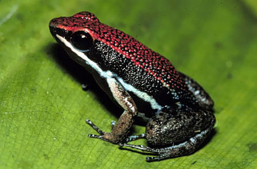 Animal Photo: Frog Beautiful Skin Colors