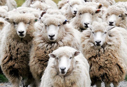 flock-of-properly-educated-sheep.jpg