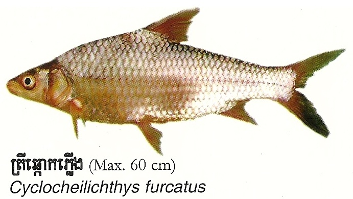 ប្រជុំសត្វព្រៃកម្ពុជា ត្រីឆ្កោកភ្លើង Cyclocheilichthys furcatus