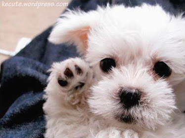 Cute puppy!