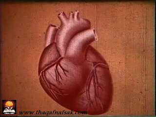 Heart حقائق مذهلة عن جسم الإنسان