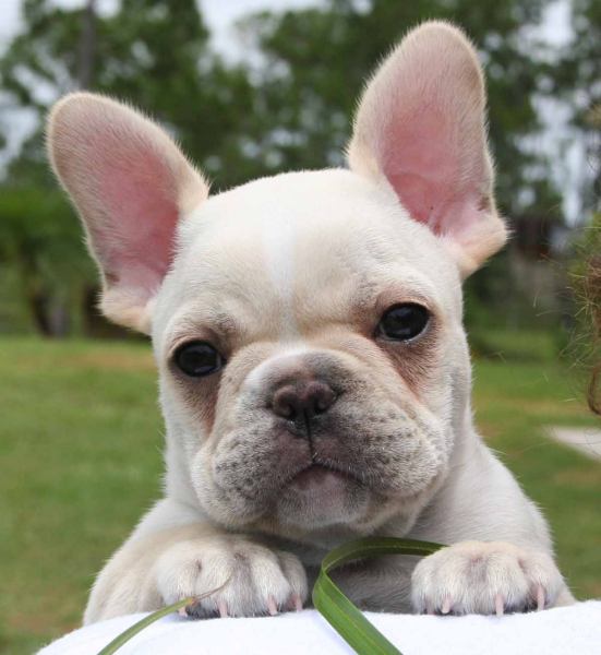 Flat+Nosed+Dog+Breed Saved by dogs: Brachycephalic Dogs: The challenges of snorters and ...