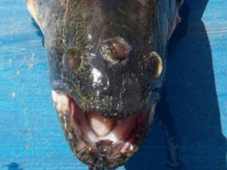 阿根廷 三眼魚-阿根廷三眼魚