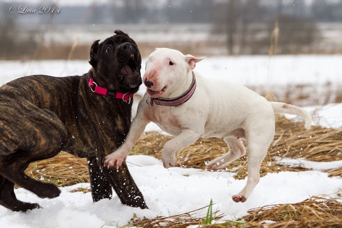 cane corso iseloom