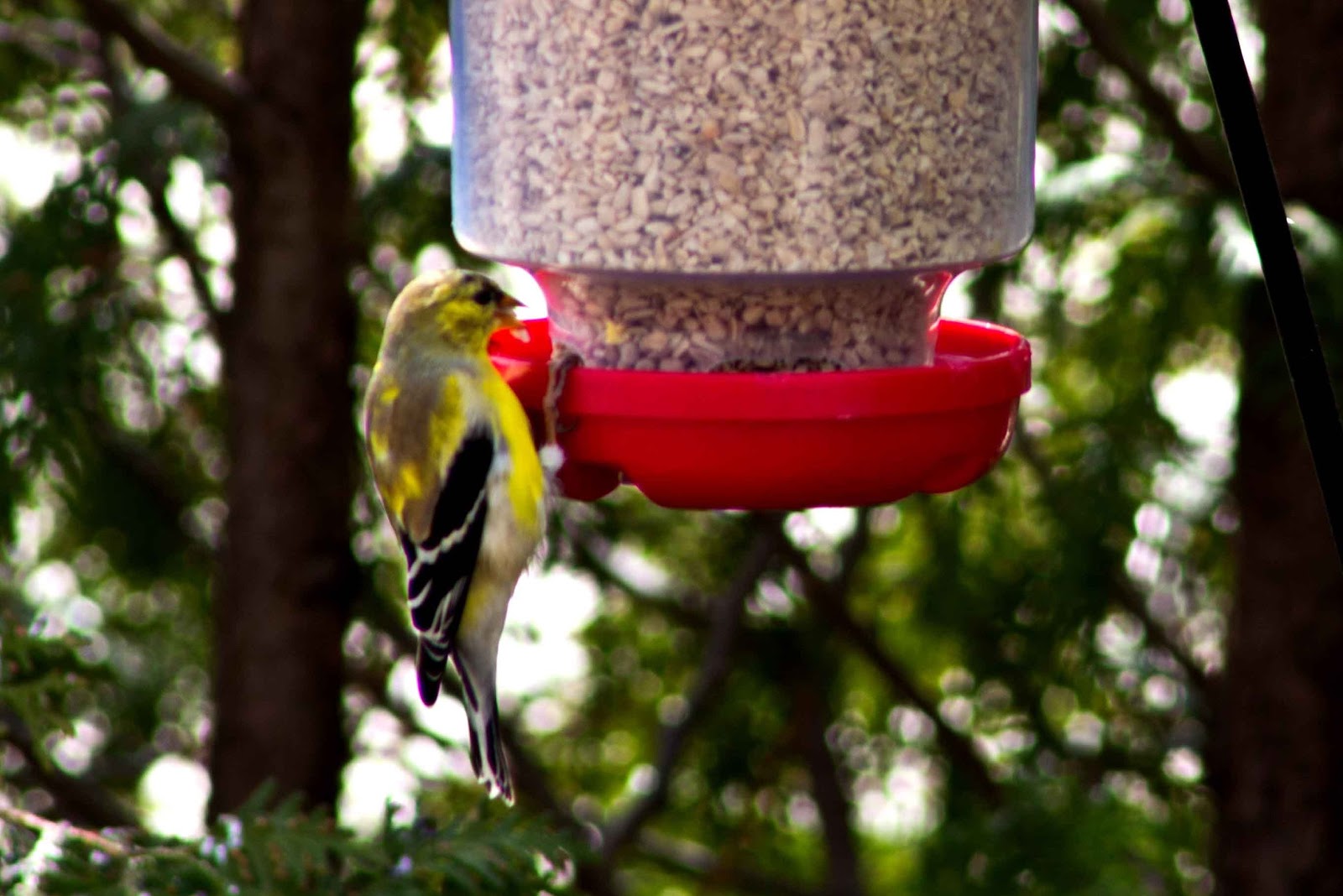 Iowa Grasslands Birds of Spring