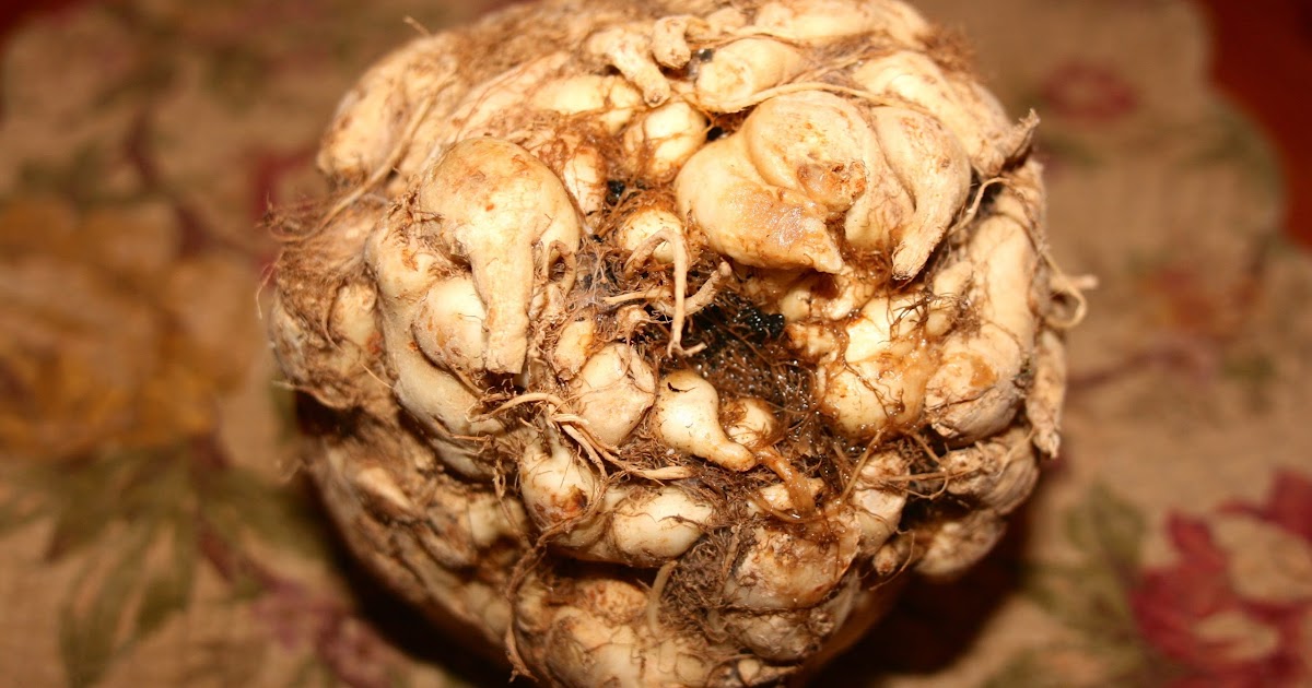 Celery Root... it's ugly, but I love it! Healthy Eating Simple