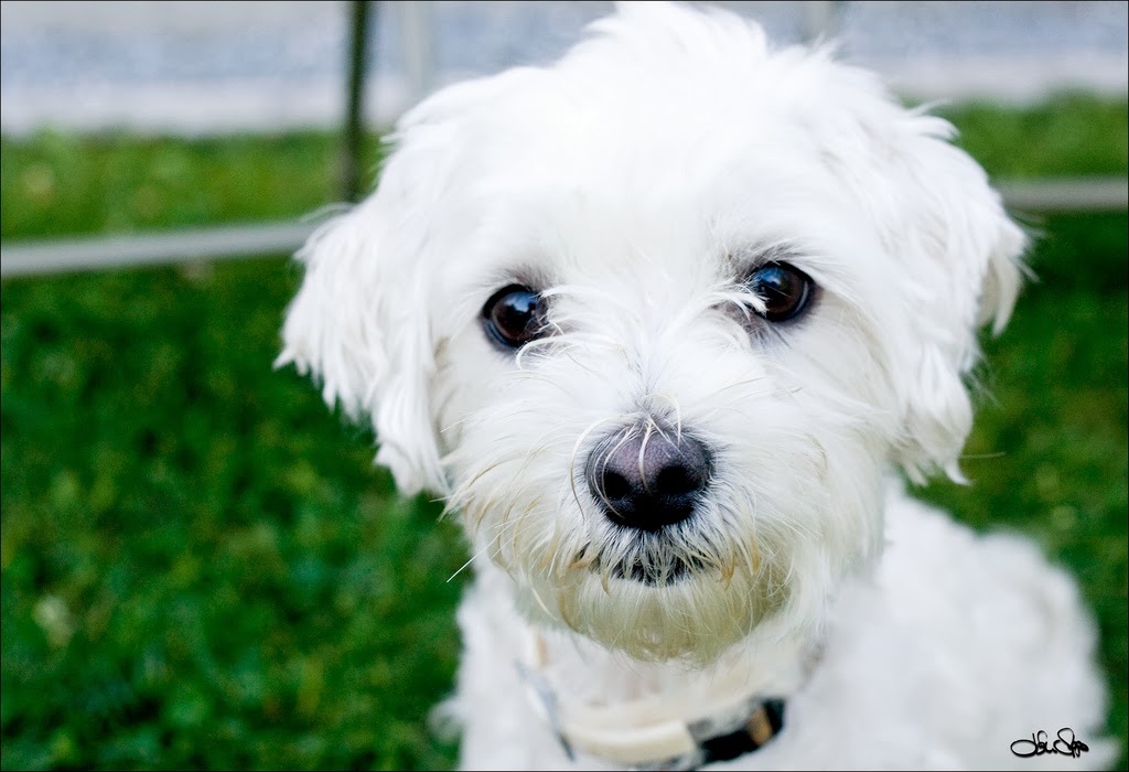 Süs Köpekleri Blogzz