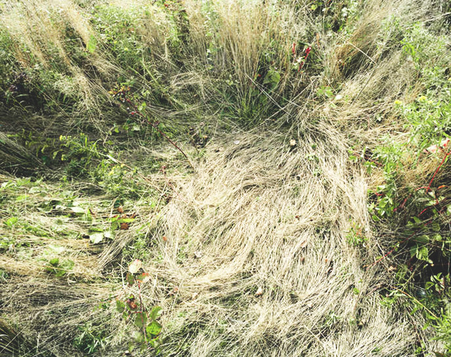 deer bed
