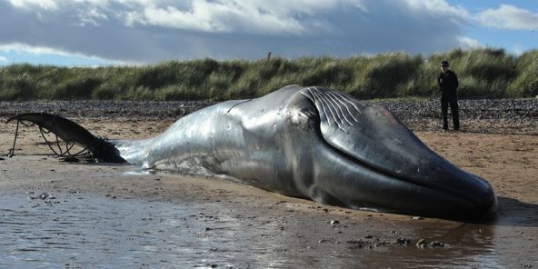 whales washed up
