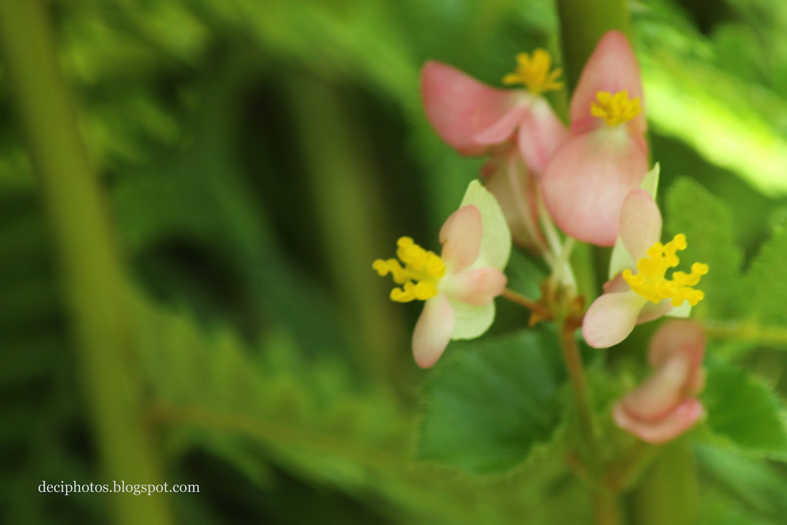 Deci Photos: A Walk in Singapore Botanic Garden