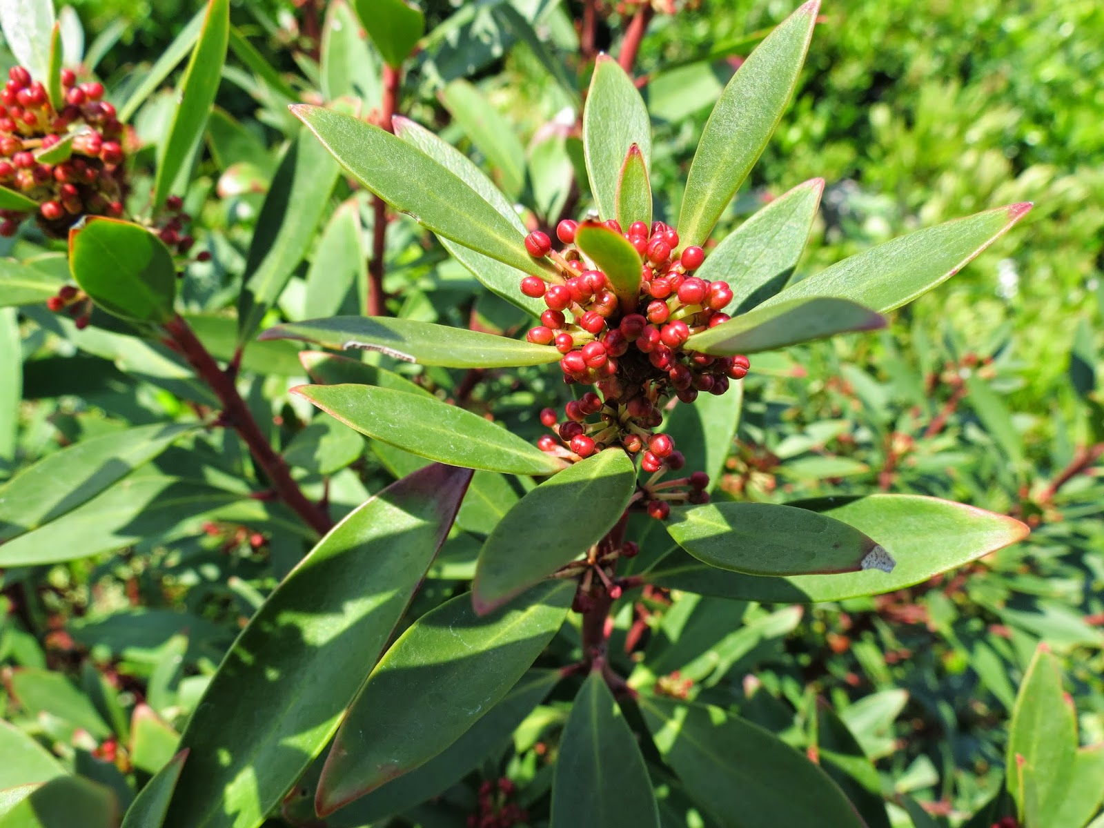 Plant Inventory At 20 Timothy Pieris Japonica Andromeda