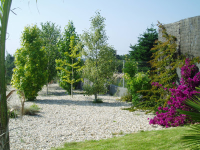 ARTE Y JARDINERÍA : Árboles ornamentales