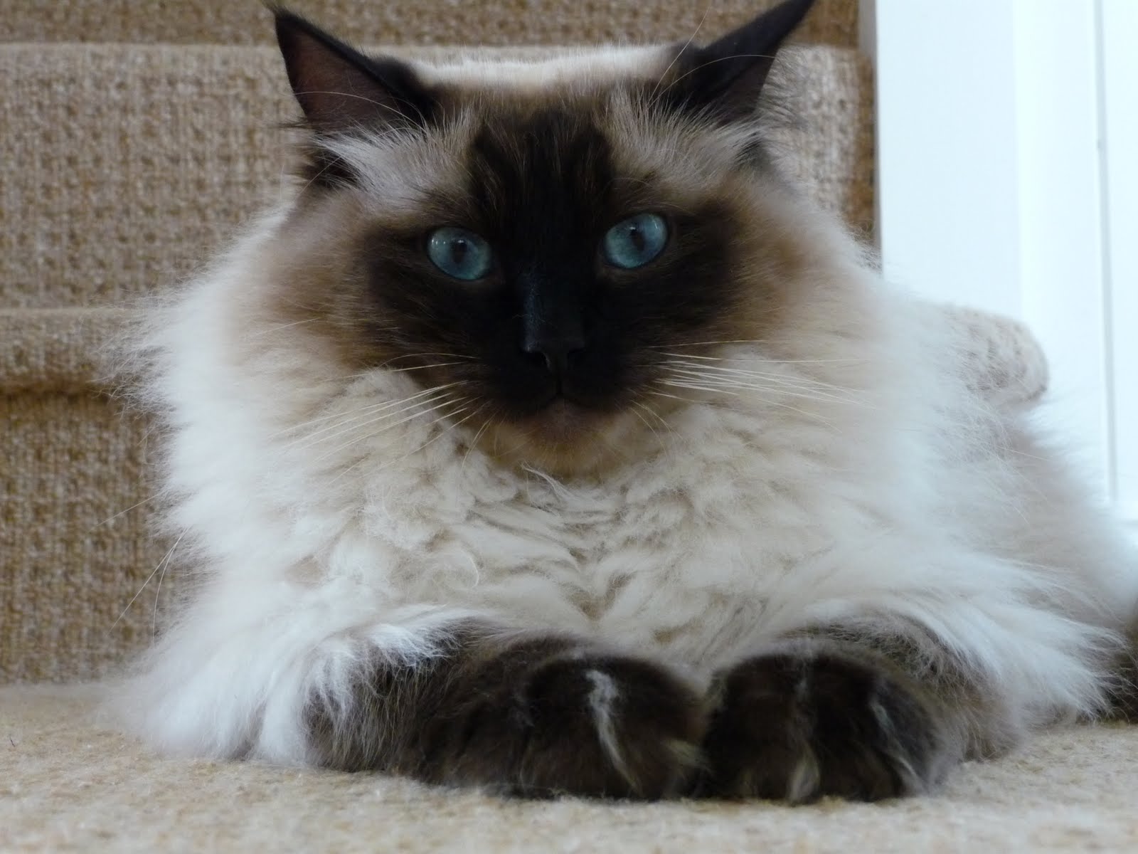 Kitcaboodles Ragdoll Cats = Bear Paws