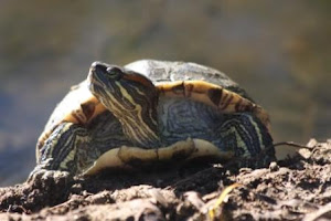 Red Eared Slider