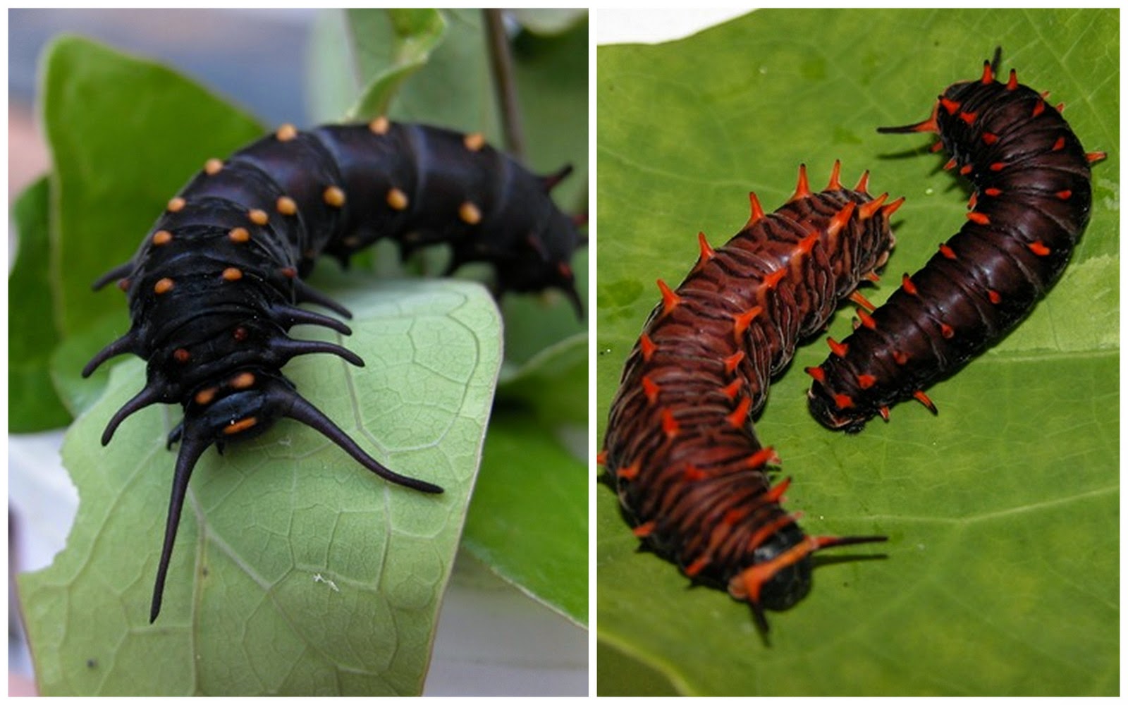 MOSI Outside: Pipevine Swallowtail vs Polydamas Swallowtail