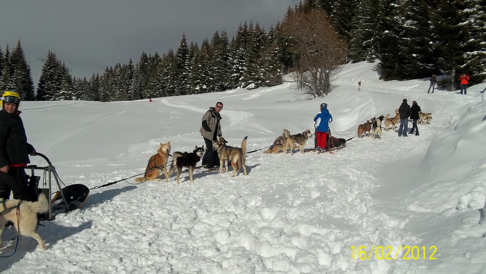 rencontre avec les chiens de traineaux