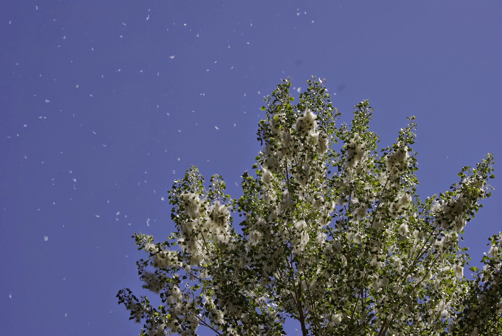 ALLERGENA Texas Trees™ The Cottonwood Tree