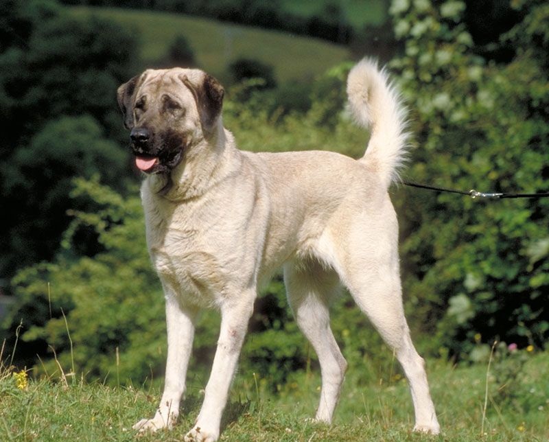 Short Hair Collie Cross Short Black Hairstyles 2012 Monica Hair