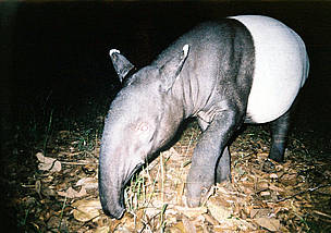 Hewan Tapir Yang Unik Dan Khas Hewan Tapir Yang Unik Dan Khas