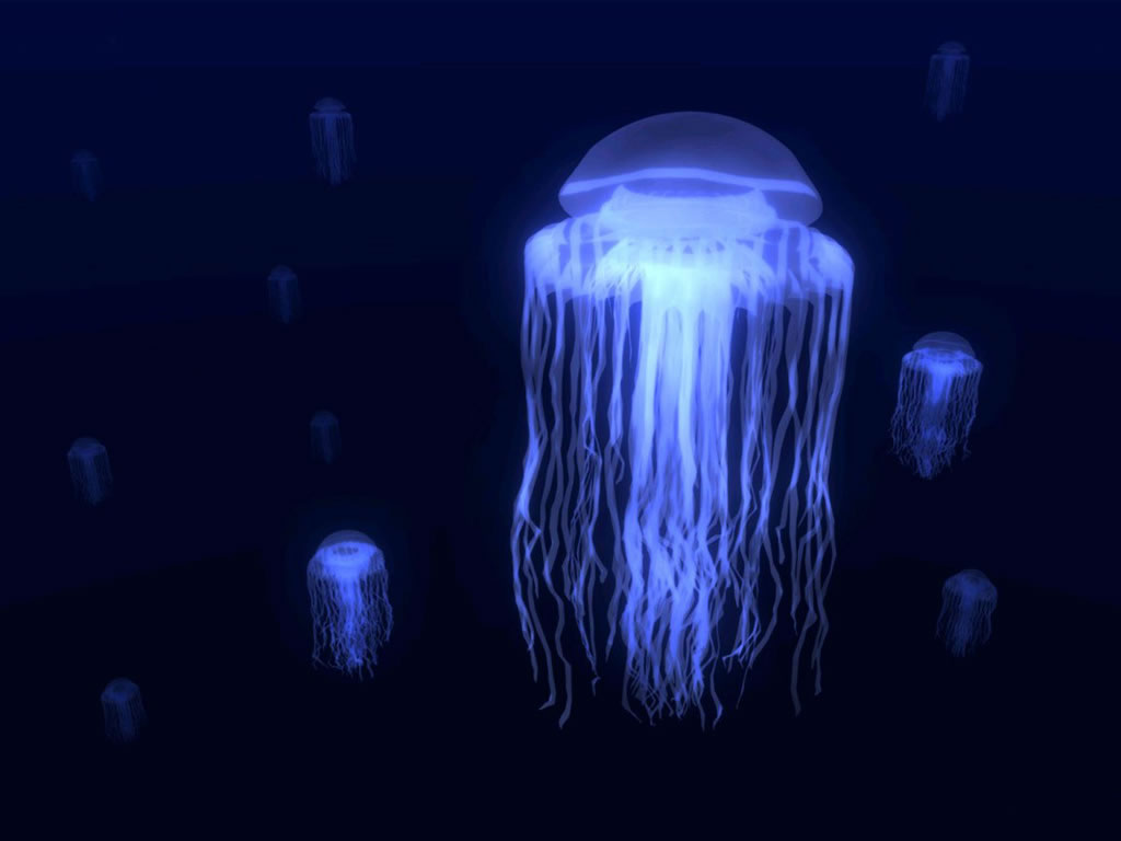 planktonic jellyfish