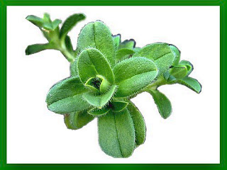 Chickweed In Hindi
