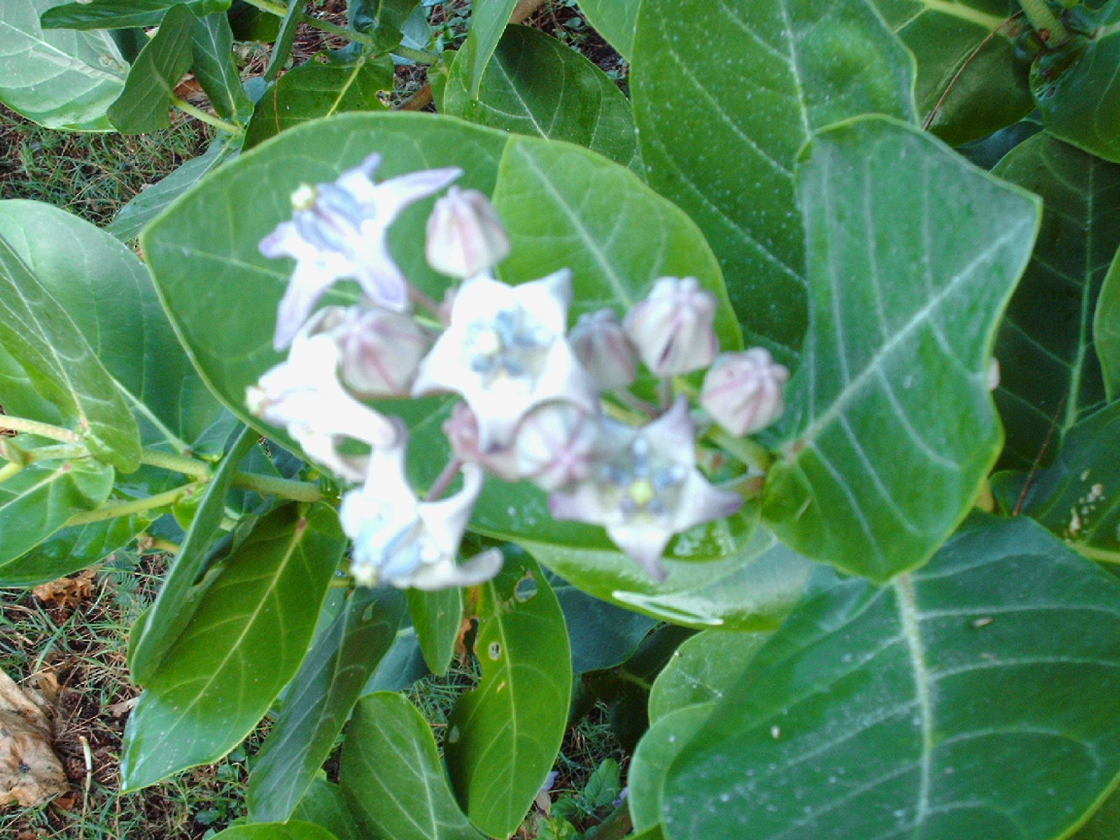 Garden Notes from Hawaii: Crown Flower (Calotropis gigantea)