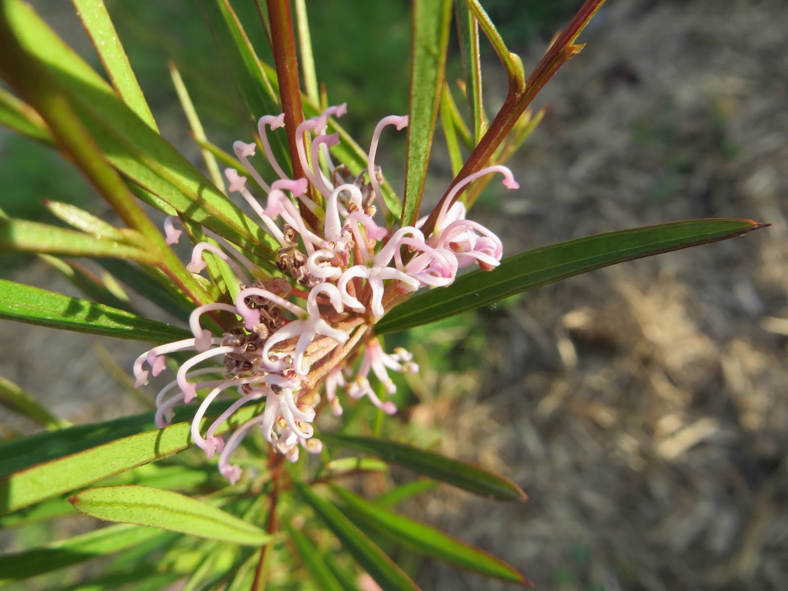 Late To The Garden Party