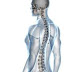 Keeping and Protection of the Bone Health