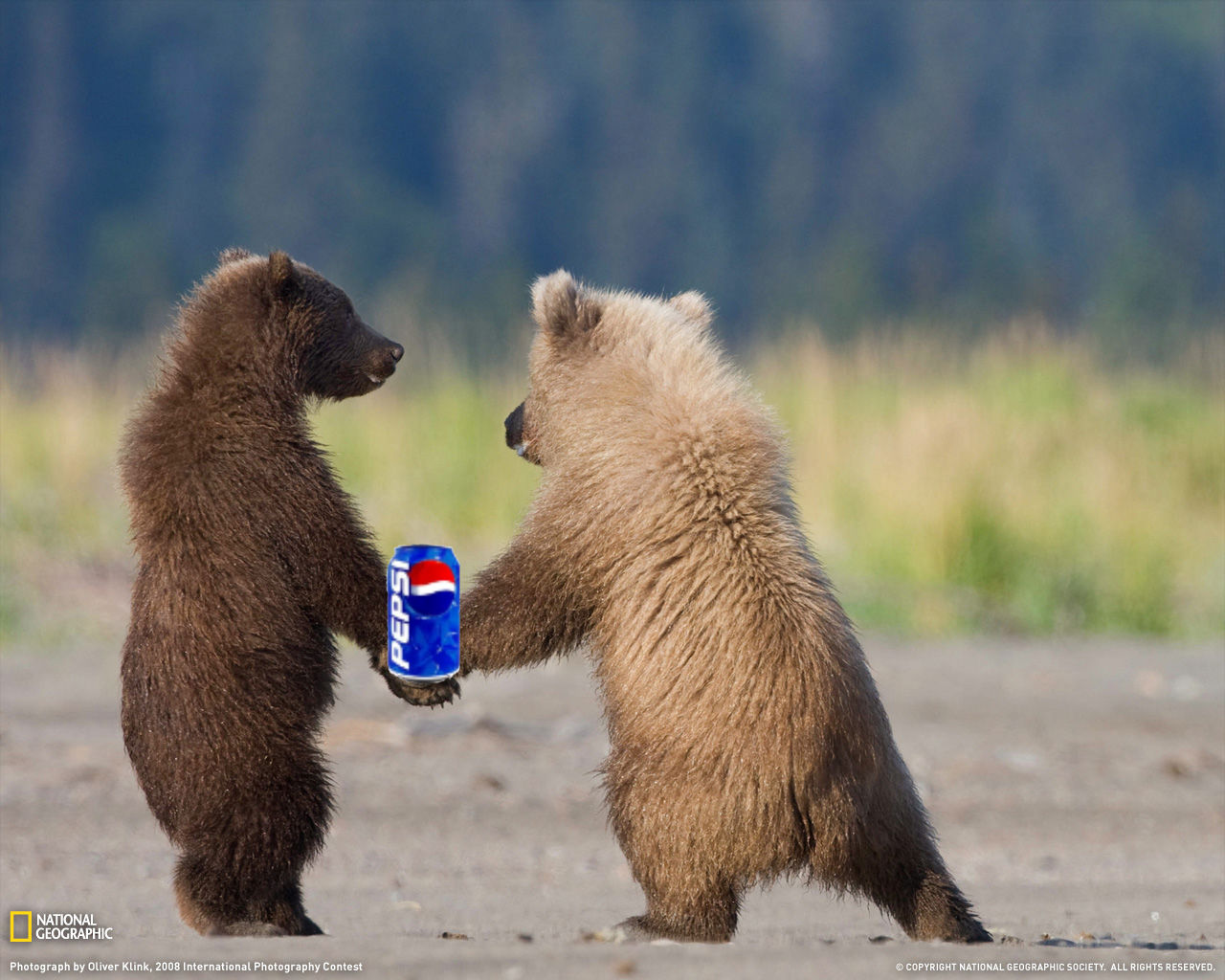 Bears Living in Iowa..... Iowa Hawkeyes fan forums Go Iowa Awesome