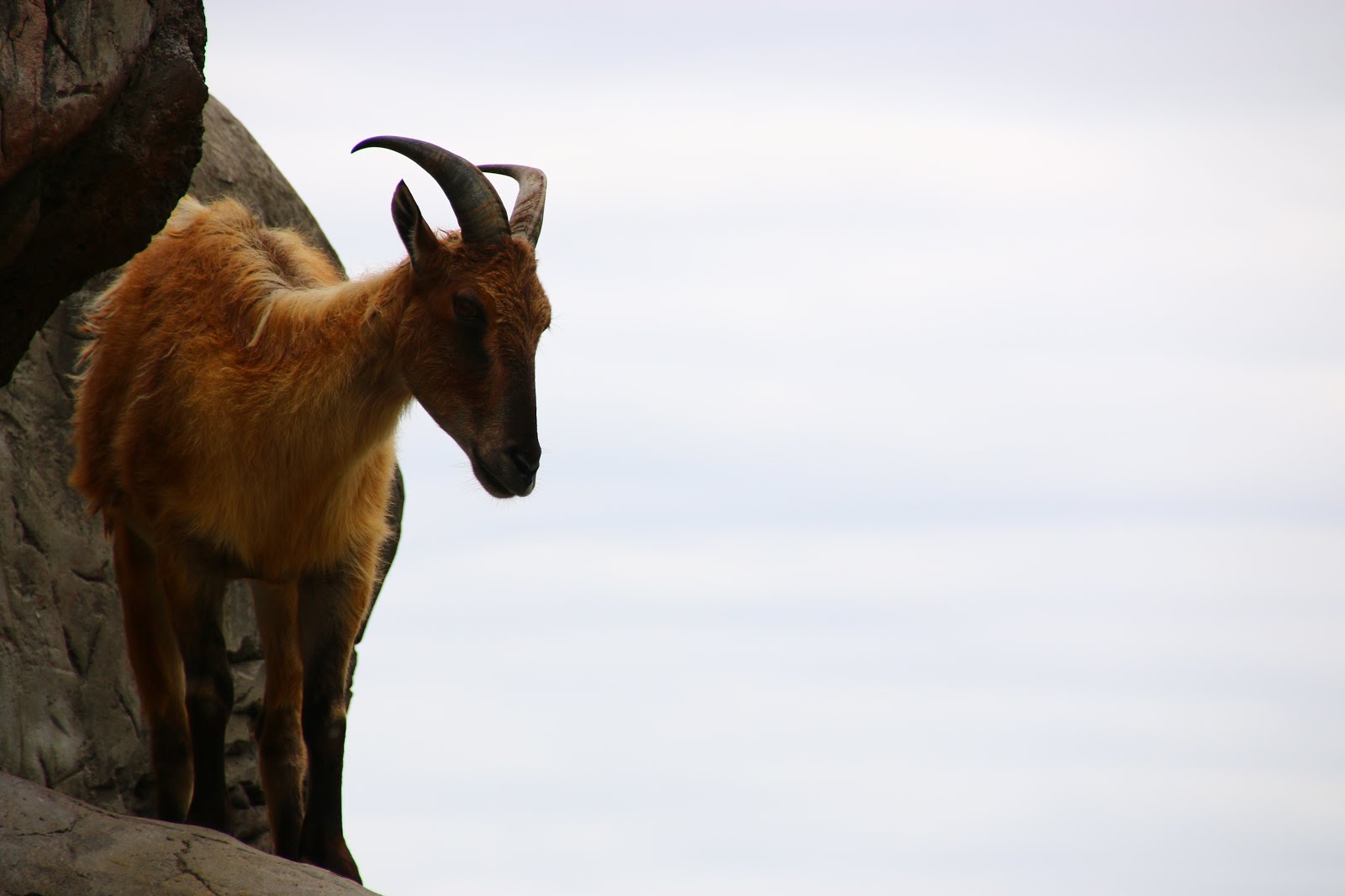 Towering Tahr