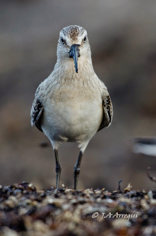 correlimos zarapitin, Calidris ferruginea, Curlew Sandpiper correlimos zarapitin, Calidris ferruginea, Curlew Sandpiper