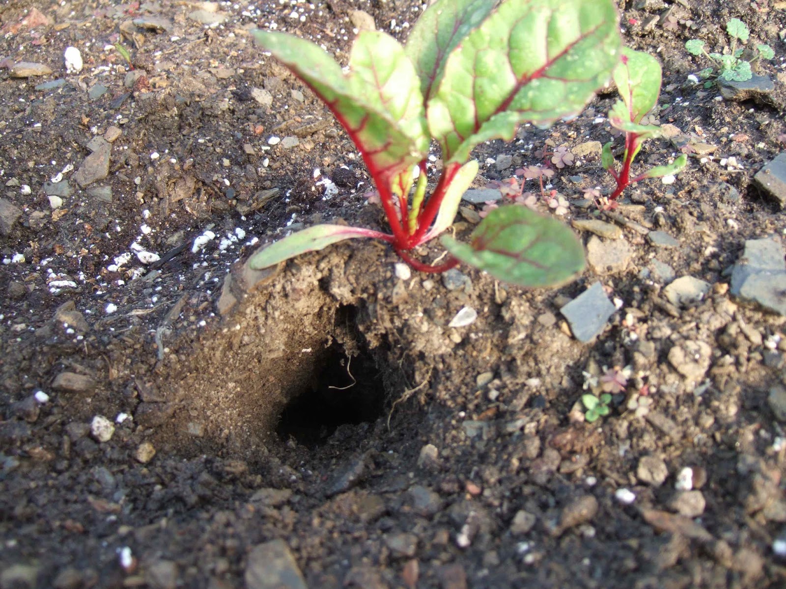 Helping Gardeners Grow The Beet Germination
