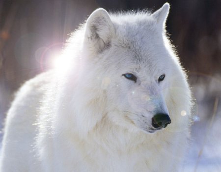 amor entre lobos juegos de lobos el lobo el animal mas bello christmas belle trailer