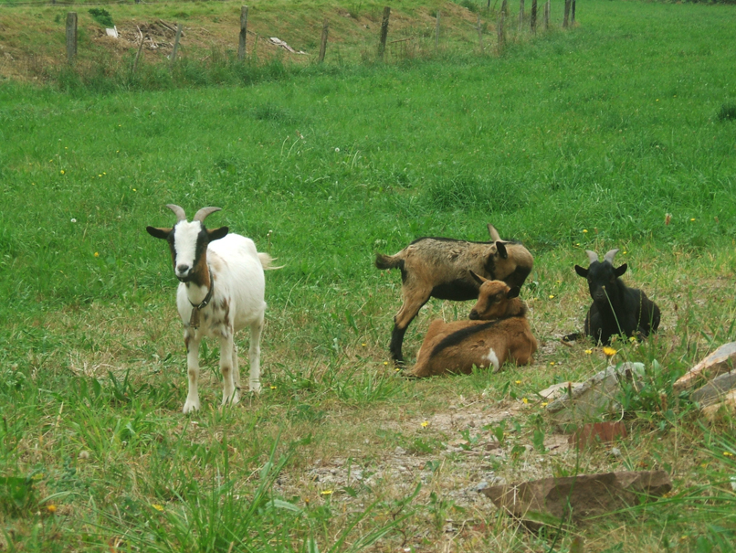 cabras enanas