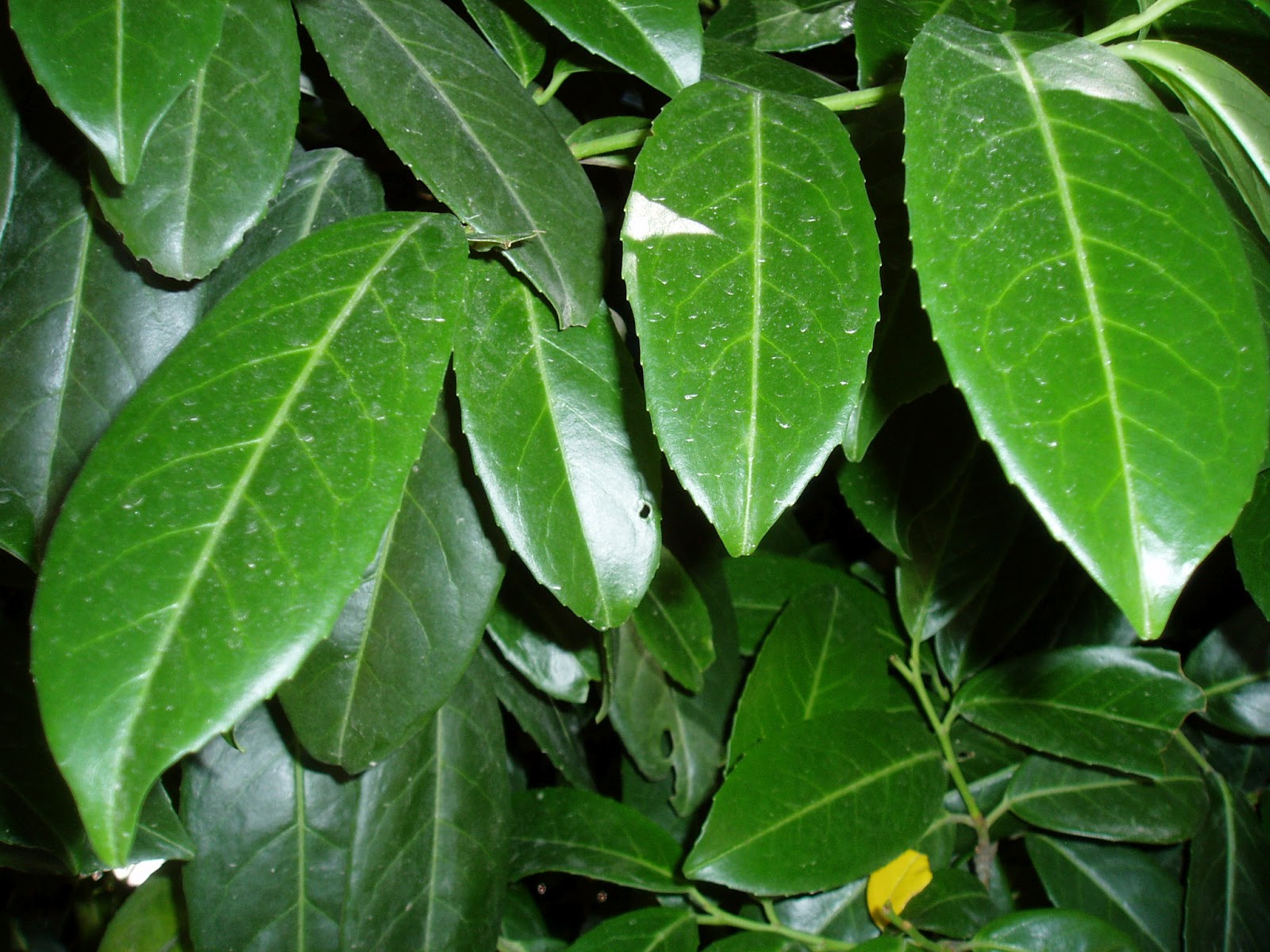 Laurel Imagui Laurel Imagui