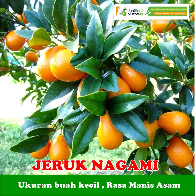 jual bibit durian monthong 085 707 858 020 bibit buah benih cabe pelita f1 25 gram jual bibit durian monthong 085 707 858 020 bibit buah benih cabe pelita f1 25 gram