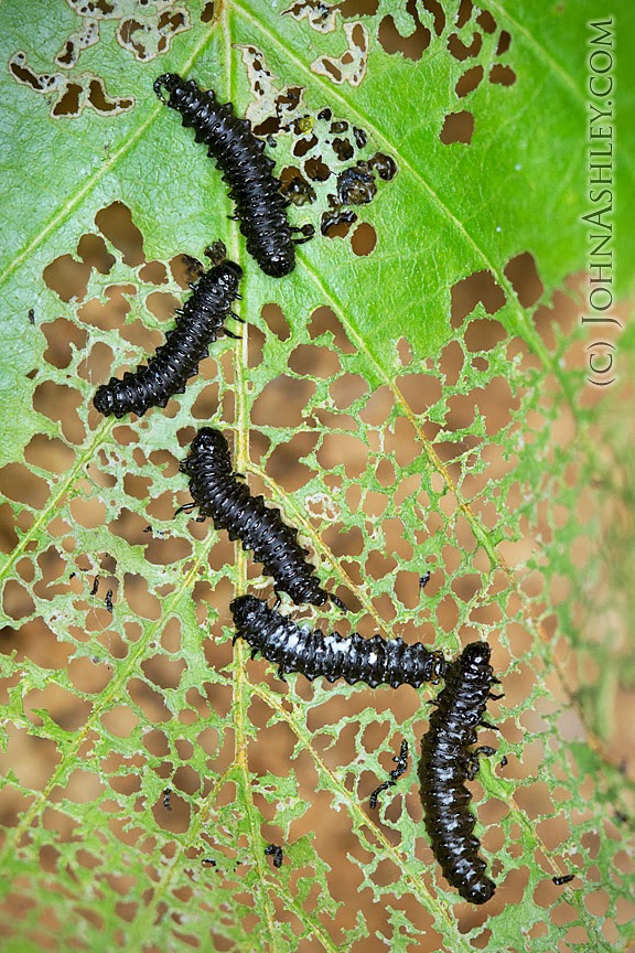 Wild and Free Montana My Trees Have Fleas