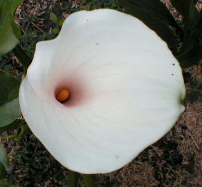 Calla Pink Mist